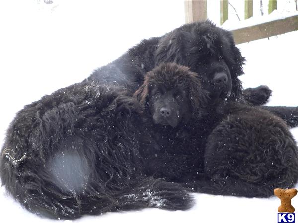Turtle Creek Newfies Picture 3